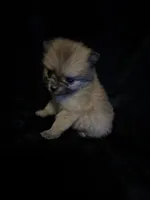 Peanut, a male Pomeranian for sale in Springfield, OH – Photo 1 of 4