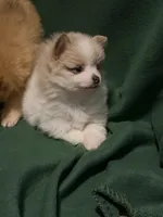 Elsa, a female Pomeranian for sale in Springfield, OH – 4 of 8