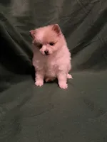 Elsa, a female Pomeranian for sale in Springfield, OH – 8 of 8