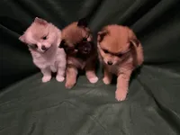 Elsa, a female Pomeranian for sale in Springfield, OH – 7 of 8