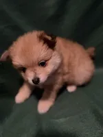 Sven, a male Pomeranian for sale in Springfield, OH – 4 of 10