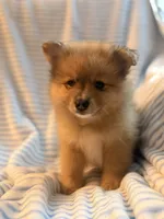 Pork chop, a male Pomeranian for sale in Springfield, OH – 1 of 1