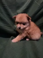 Sven, a male Pomeranian for sale in Springfield, OH – 5 of 10