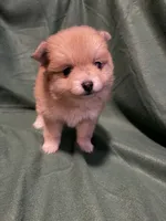 Sven, a male Pomeranian for sale in Springfield, OH – 2 of 10