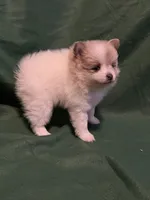 Elsa, a female Pomeranian for sale in Springfield, OH – 5 of 8