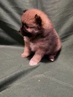 Anna, a female Pomeranian for sale in Springfield, OH – 1 of 8