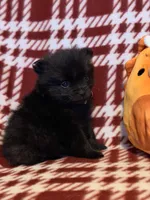 “Blackbear”, a male Pomeranian for sale in Springfield, OH – Photo 2 of 4