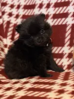 “Blackbear”, a male Pomeranian for sale in Springfield, OH – Photo 1 of 4