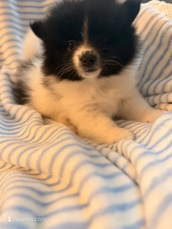 Oreo – Pomeranian puppy for sale in Springfield, OH