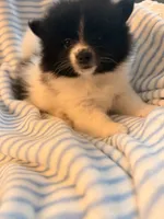 Oreo, a female Pomeranian for sale in Springfield, OH – 1 of 1