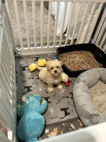 Female Maltipoo, a female Maltipoo for sale in Greenville, MI – 3 of 3