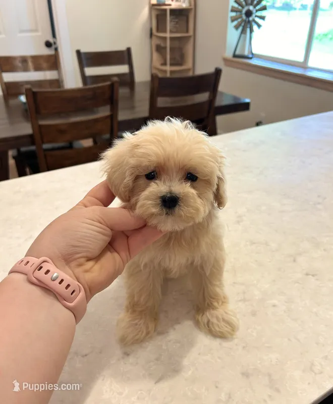 Female Maltipoo, a female Maltipoo for sale in Greenville, MI – 1 of 3