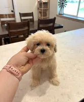 Female Maltipoo, a female Maltipoo for sale in Greenville, MI – 1 of 3
