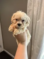 Male Maltipoo, a male Maltipoo for sale in Greenville, MI – 2 of 2