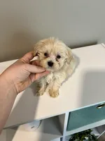 Male Maltipoo, a male Maltipoo for sale in Greenville, MI – 1 of 2