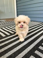Female Maltipoo, a female Maltipoo for sale in Greenville, MI – 2 of 3