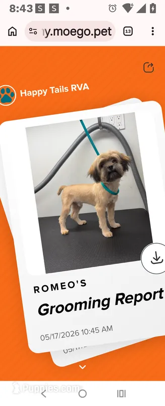Romeo  – Shih Tzu, Yorkshire Terrier puppy for sale in Richmond, VA