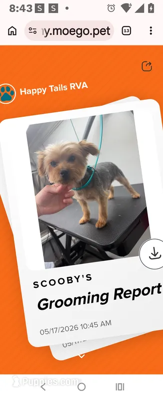 Scooby  – Yorkshire Terrier puppy for sale in Richmond, VA