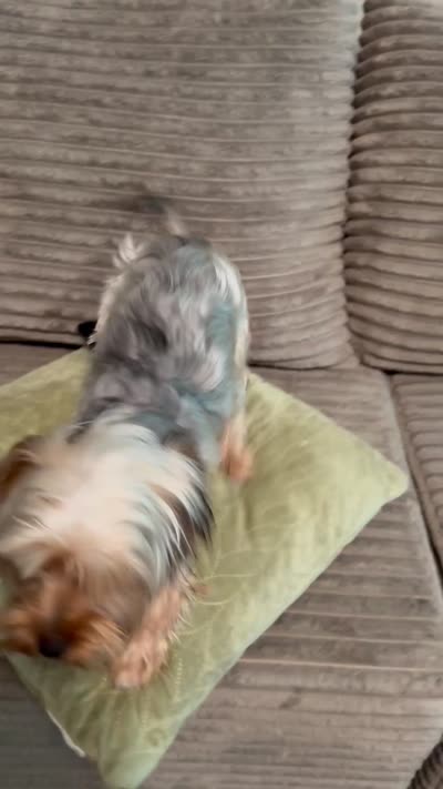 Paris, a female Yorkshire Terrier for sale in High Point, NC – 7 of 8