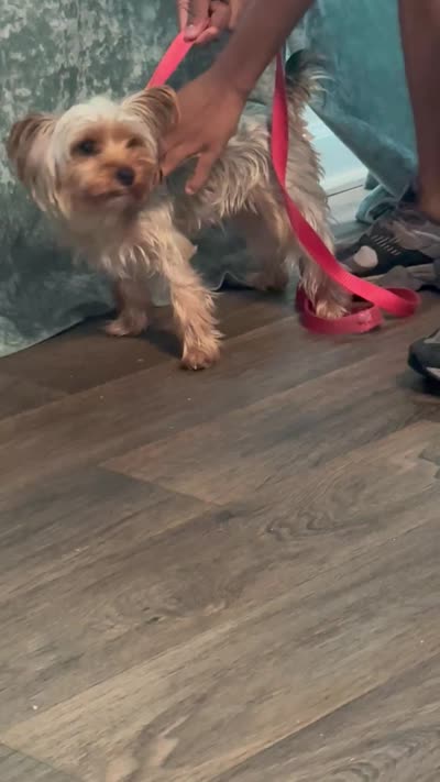 Paris, a female Yorkshire Terrier for sale in High Point, NC – 6 of 8