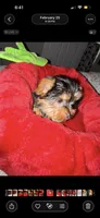Paris, a female Yorkshire Terrier for sale in High Point, NC – 4 of 8