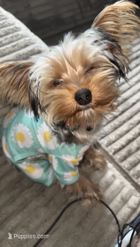 Paris – Yorkshire Terrier puppy for sale in High Point, NC