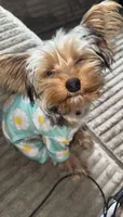 Paris, a female Yorkshire Terrier for sale in High Point, NC – 1 of 10