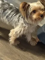 Paris, a female Yorkshire Terrier for sale in High Point, NC – 9 of 10