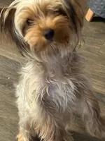 Paris, a female Yorkshire Terrier for sale in High Point, NC – 4 of 10