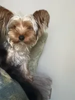 Paris, a female Yorkshire Terrier for sale in High Point, NC – 10 of 10