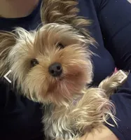 Paris, a female Yorkshire Terrier for sale in High Point, NC – 3 of 8