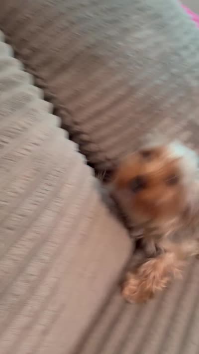 Paris, a female Yorkshire Terrier for sale in High Point, NC – 8 of 8