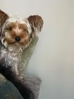 Paris, a female Yorkshire Terrier for sale in High Point, NC – 6 of 10