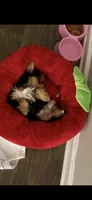 Paris, a female Yorkshire Terrier for sale in High Point, NC – 5 of 8