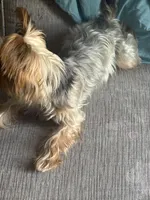 Paris, a female Yorkshire Terrier for sale in High Point, NC – 3 of 10