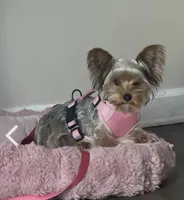 Paris, a female Yorkshire Terrier for sale in High Point, NC – 2 of 8