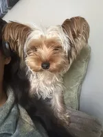 Paris, a female Yorkshire Terrier for sale in High Point, NC – 2 of 10