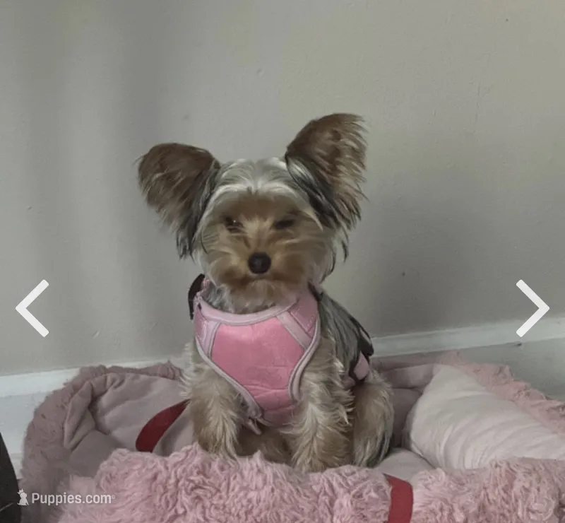 Paris – Yorkshire Terrier puppy for sale in High Point, NC