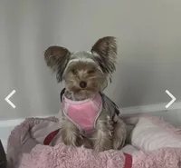 Paris, a female Yorkshire Terrier for sale in High Point, NC – 1 of 8