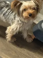 Paris, a female Yorkshire Terrier for sale in High Point, NC – 7 of 10