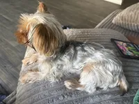 Paris, a female Yorkshire Terrier for sale in High Point, NC – 8 of 10