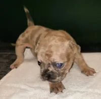Honey, a female French Bulldog for sale in Howard Lake, MN – 1 of 6