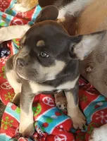 Tinker Bell, a female French Bulldog for sale in Howard Lake, MN – 3 of 10