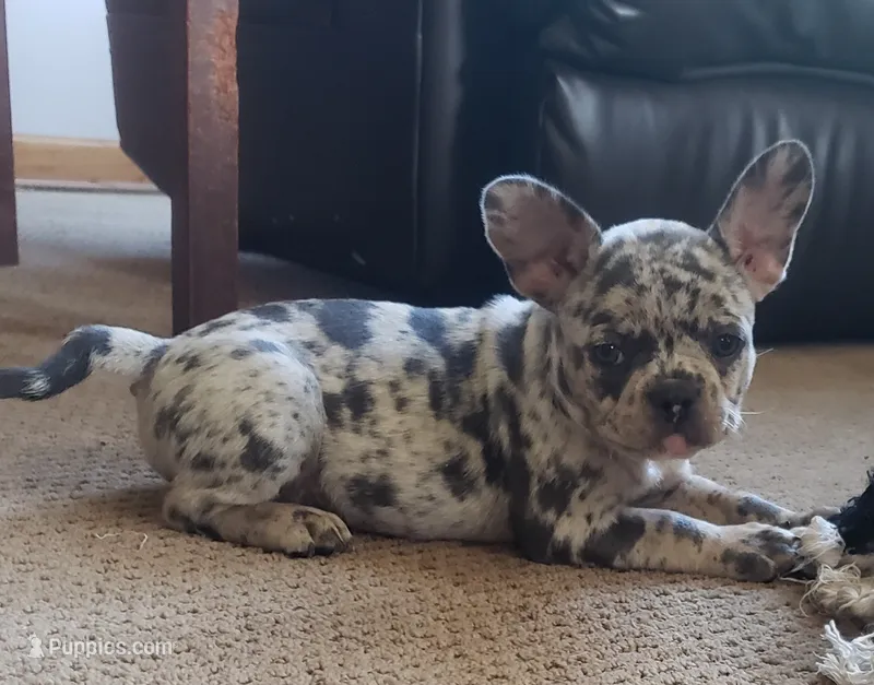 Bella – French Bulldog puppy for sale in Howard Lake, MN