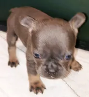 Bella, a female French Bulldog for sale in Howard Lake, MN – 2 of 6