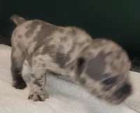 Coral, a female French Bulldog for sale in Howard Lake, MN – 5 of 6