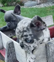 Coral, a female French Bulldog for sale in Howard Lake, MN – 5 of 9