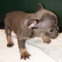 Bella, a female French Bulldog for sale in Howard Lake, MN – 4 of 6