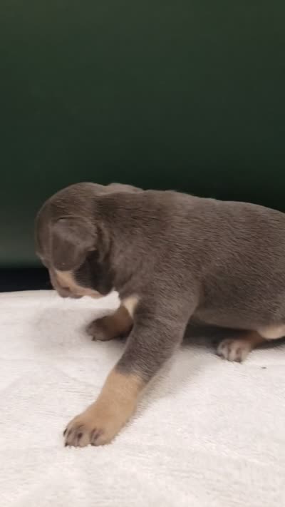 Tinker Bell, a female French Bulldog for sale in Howard Lake, MN – 4 of 6