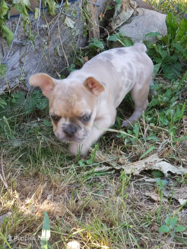 Sunny – French Bulldog puppy for sale in Howard Lake, MN
